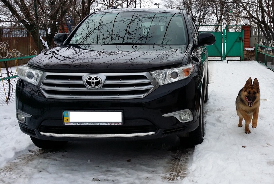 Трохи фото з Німецькою вівчаркою. 1