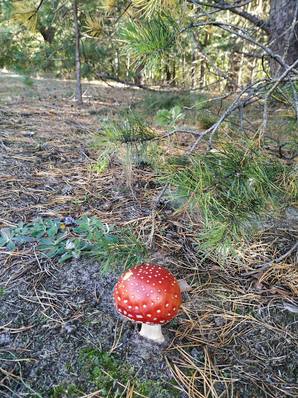 По гриби! 2