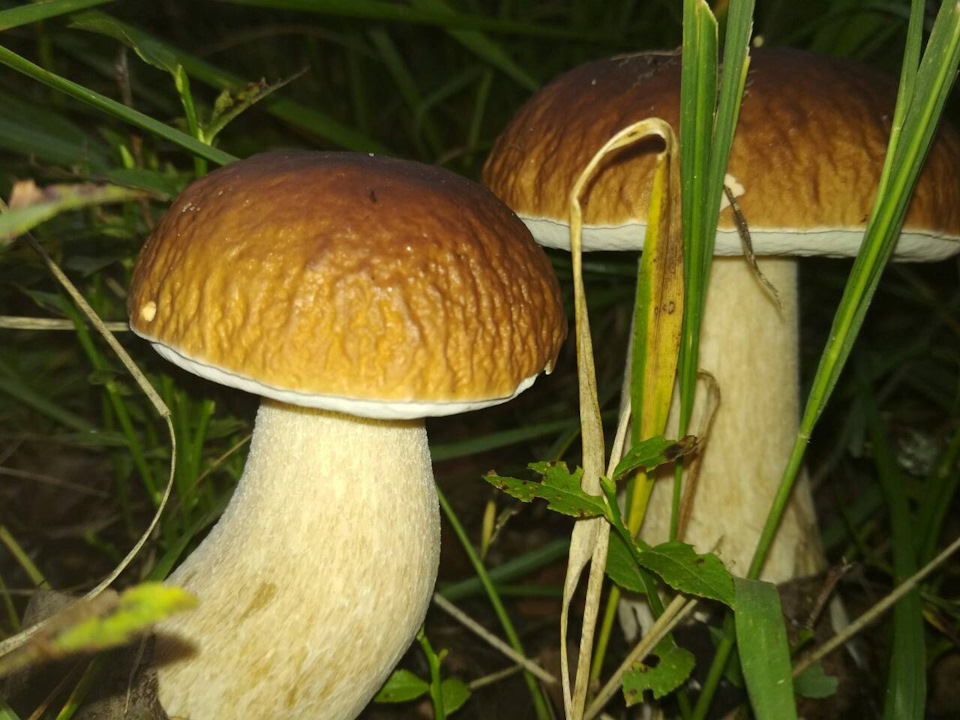Поїздка до лісу 5