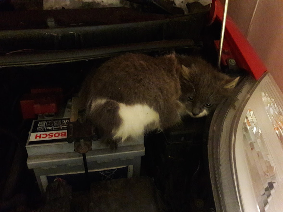 Котики люблять Yaris :) 2