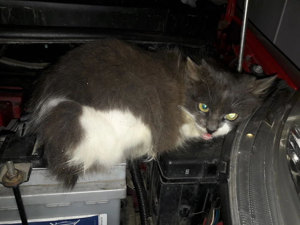 Котики люблять Yaris :)