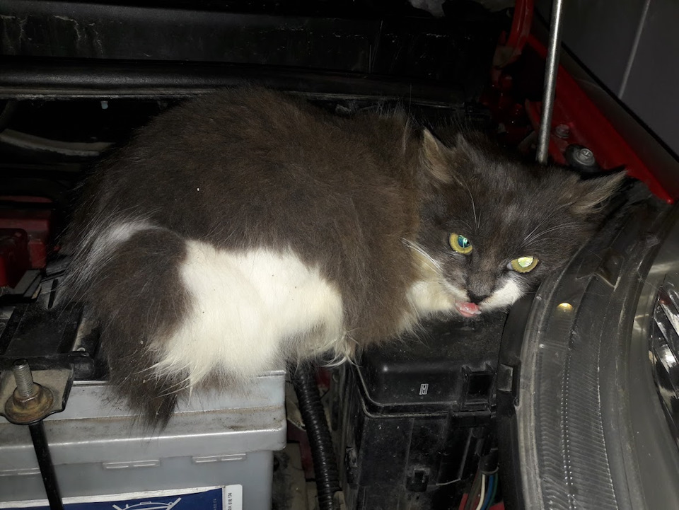 Котики люблять Yaris :) 1