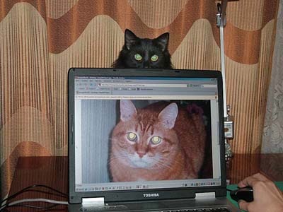 Котовасія! або Коти Атакують! 2