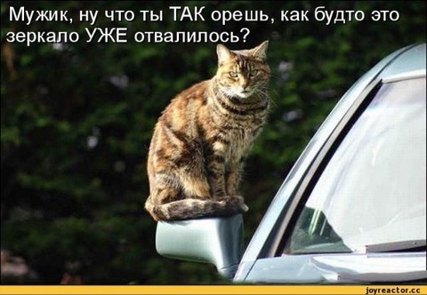 Котовасія! або Коти Атакують! 5