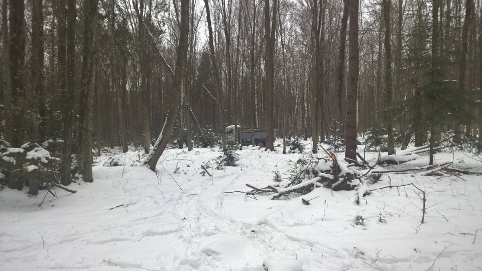 Ліс, дрова і тп 3