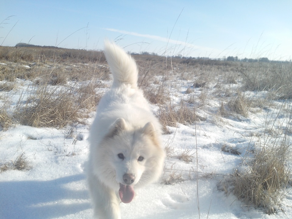 Закриття сезону на лисицю 5