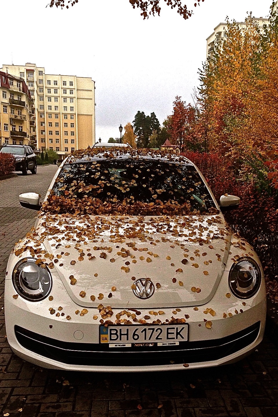 Листопал і перше ТО 1