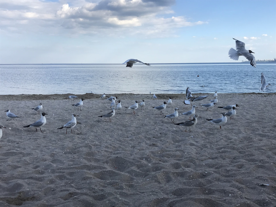 Поїздка до улюбленої Одеси на море її) 4