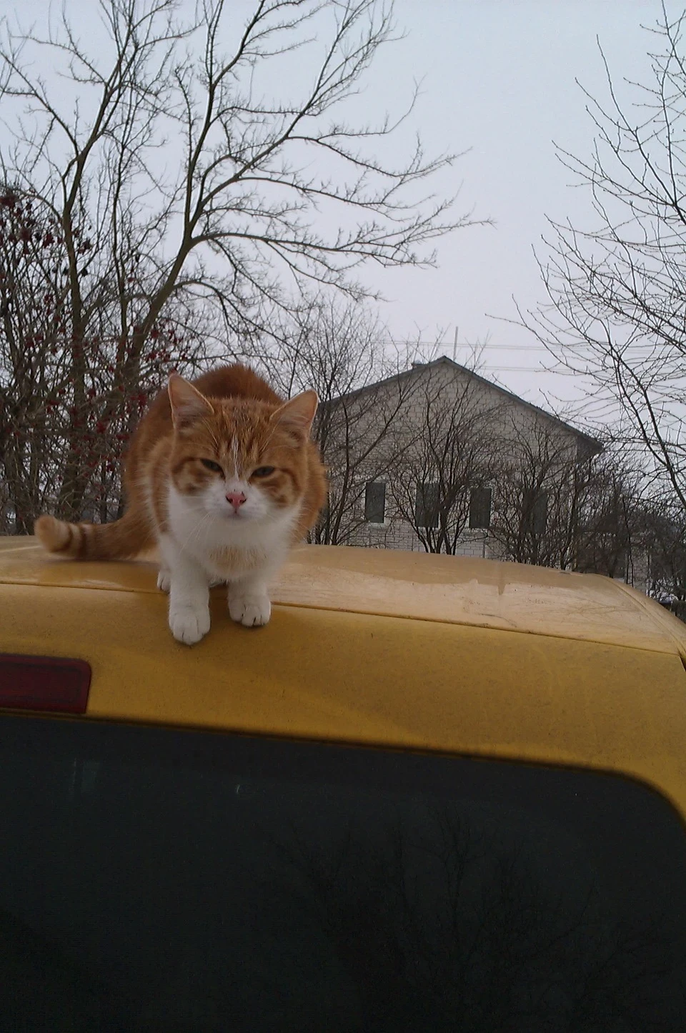 Коте та Кед
