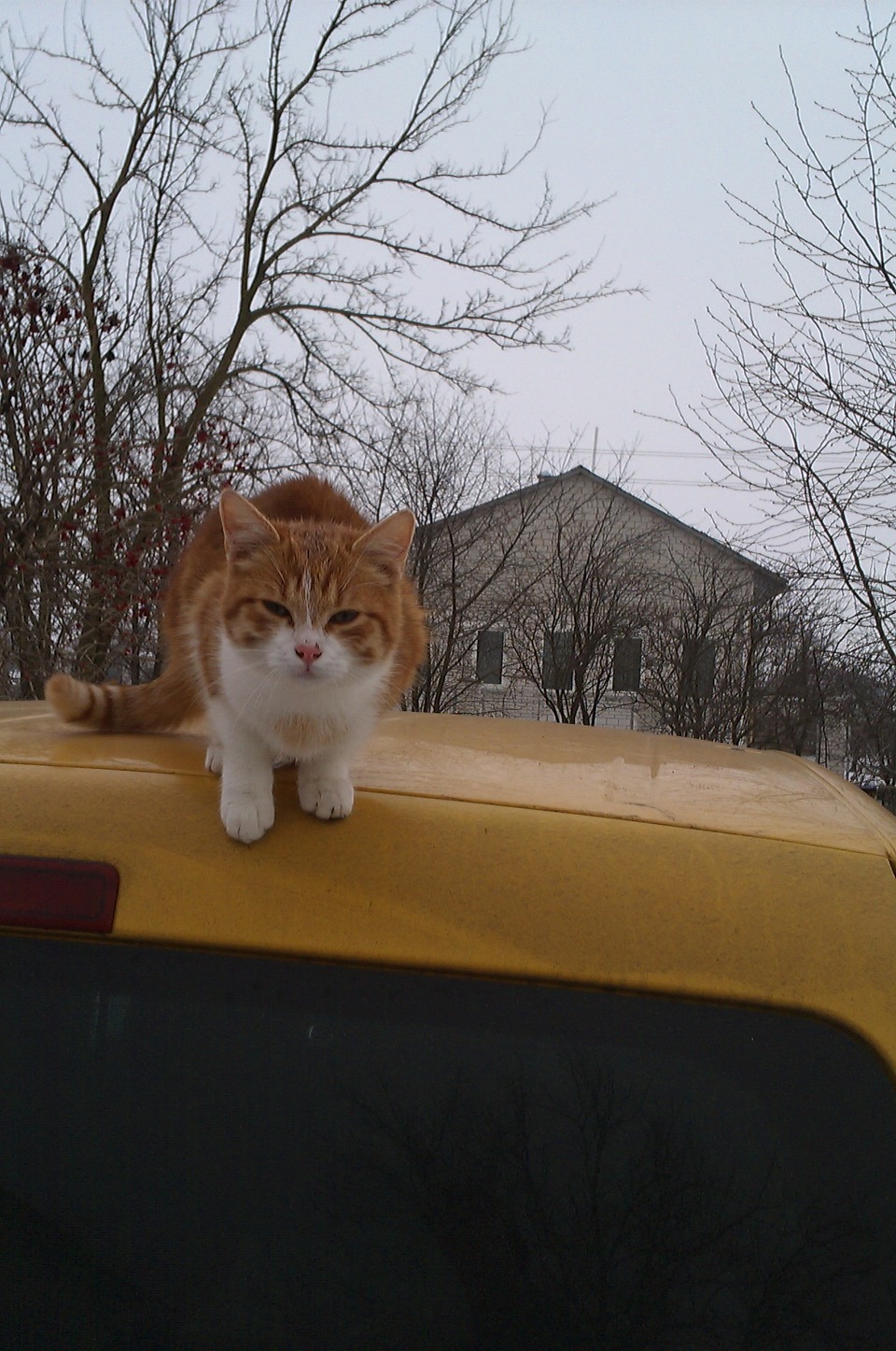 Коте та Кед 1