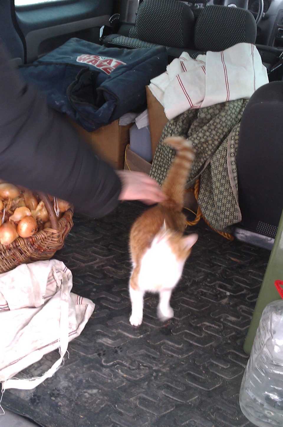 Коте та Кед 4
