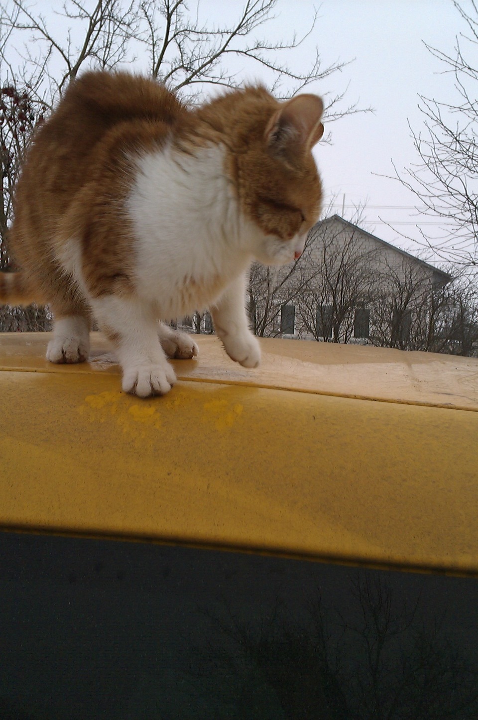 Коте та Кед 3