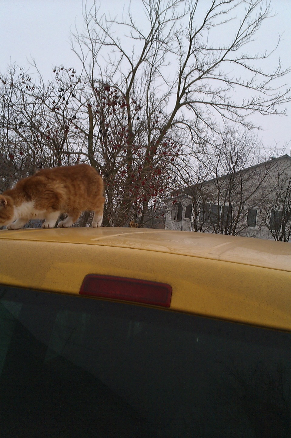 Коте та Кед 5