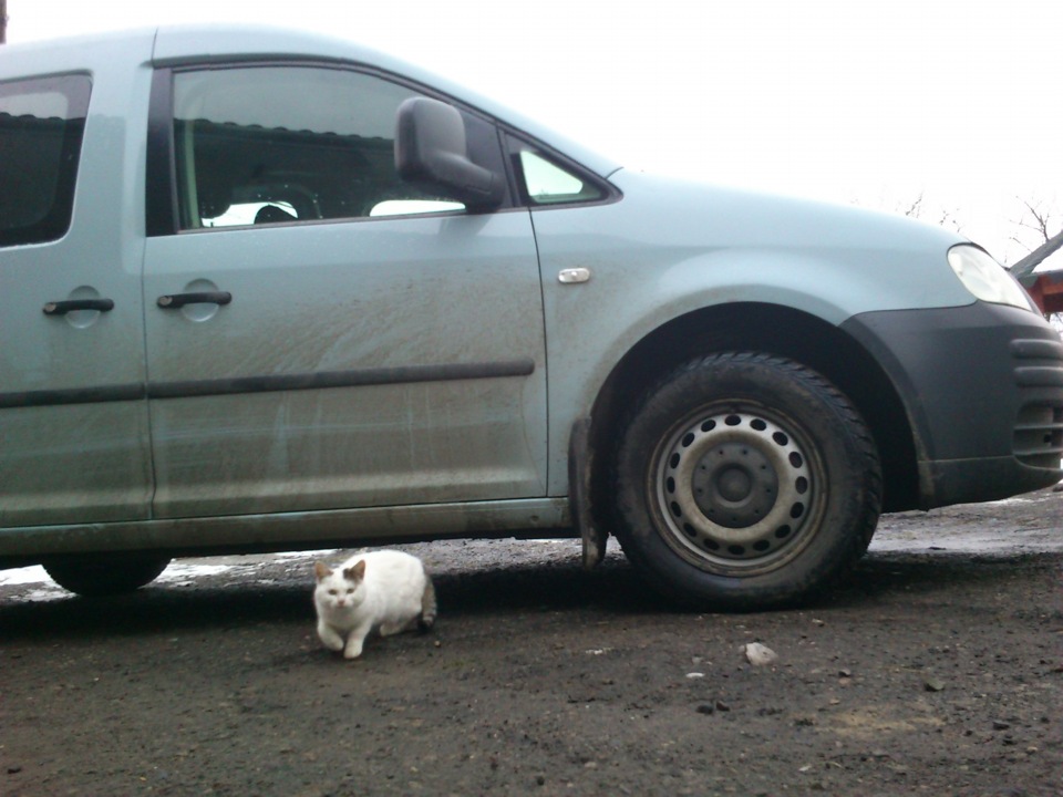 каддик зимою 4