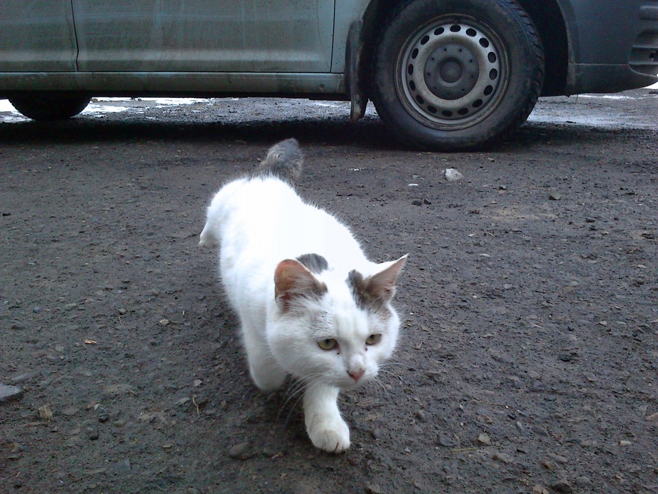 каддик зимою 3