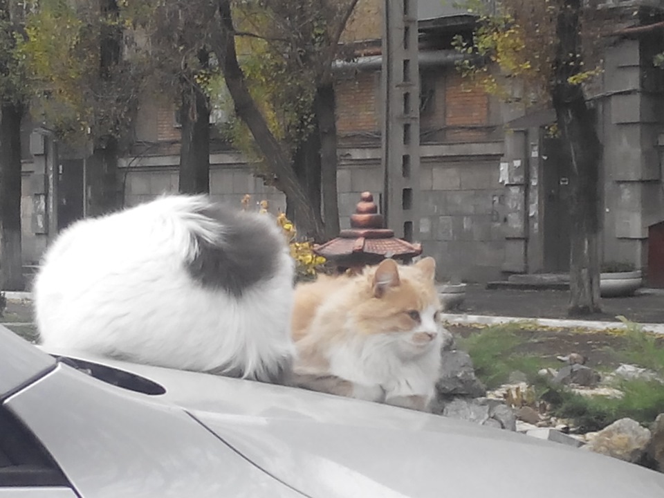 Котики ^^ 2