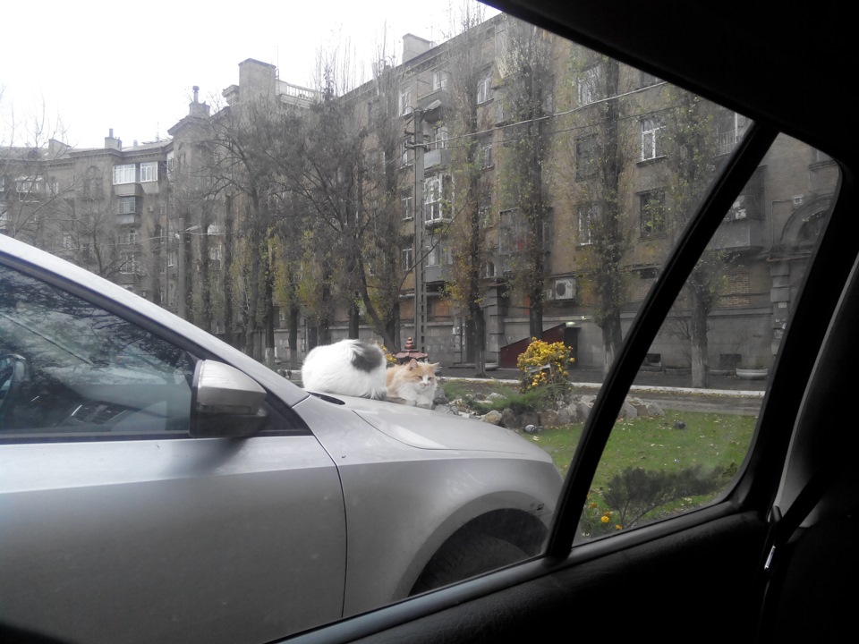 Котики ^^ 1