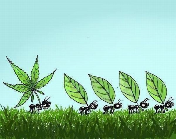Мікрік, Підкрильники та Мурахи lol 1