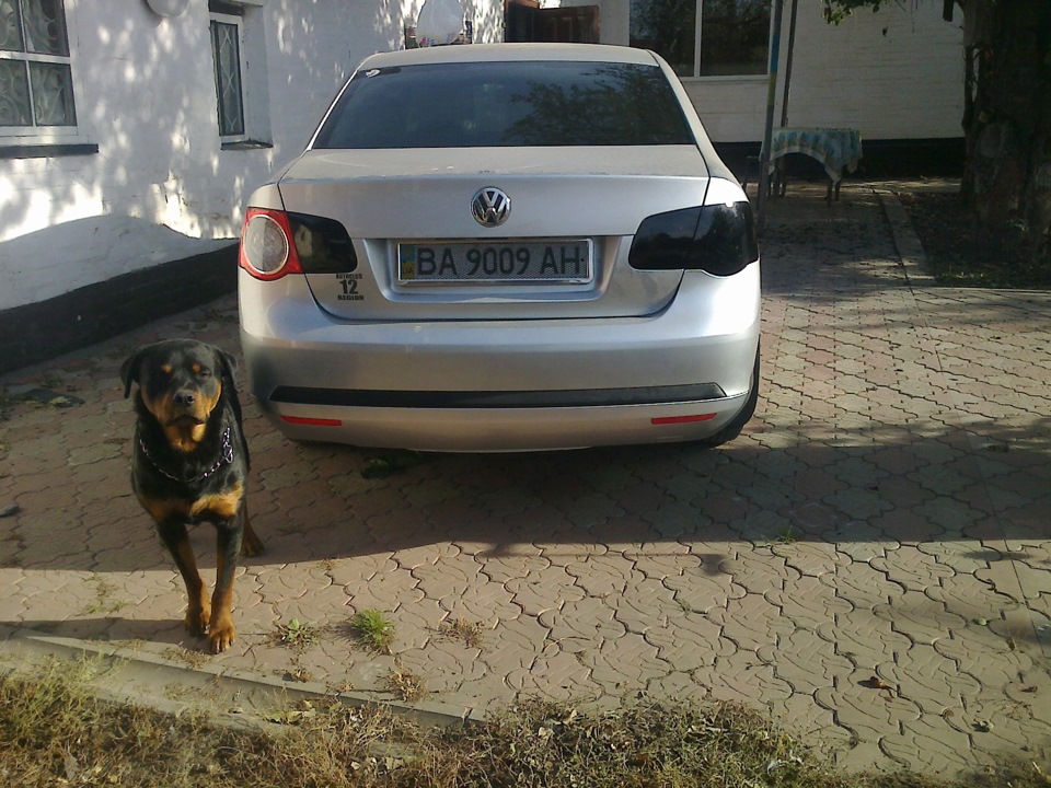 Чорностопім) 5