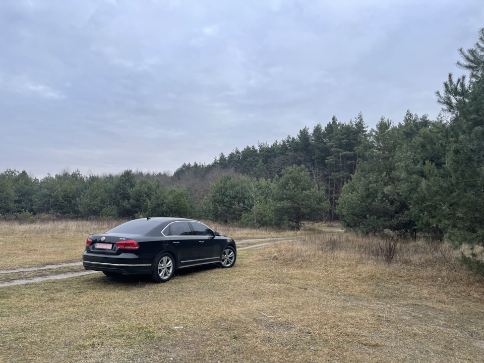 Фото в сосновому лісі 2