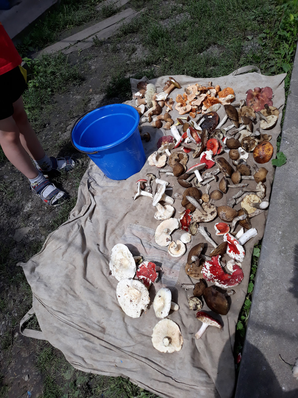 У село по гриби 3