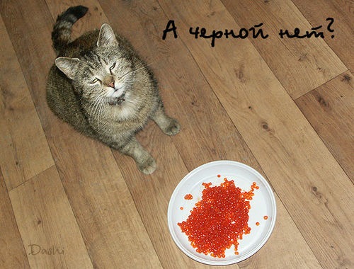 Пасатевич у новому році) 2