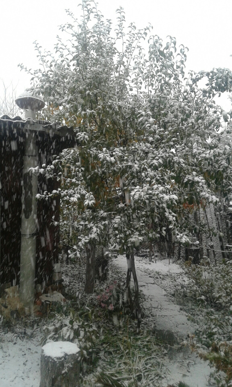 Ще не зима, але прийшла зима. 1