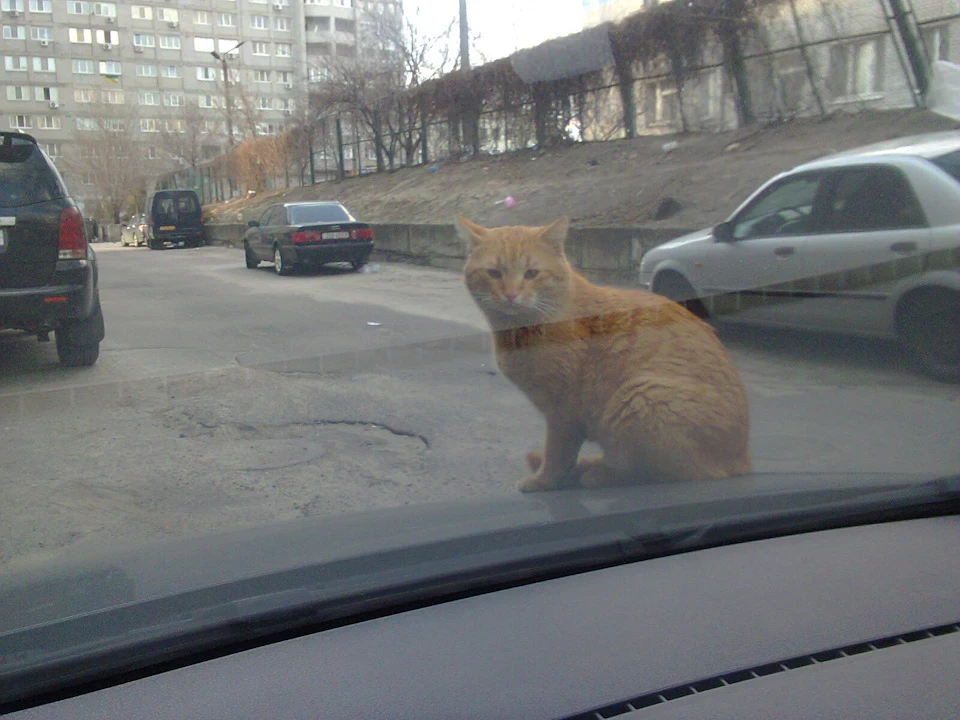 Накидка на торпеду
