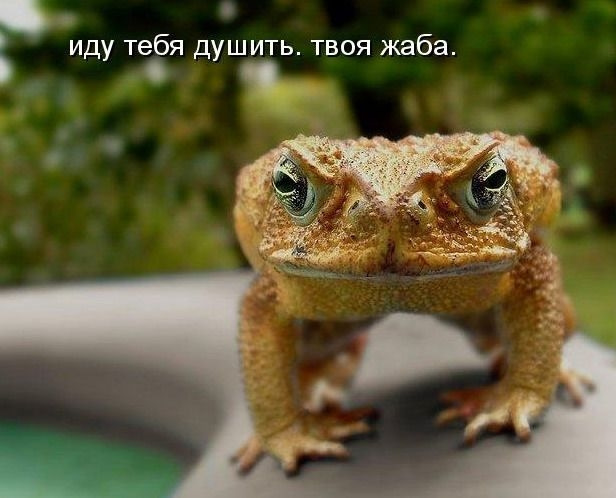 Як побороти жабу… Апгрейд Ч. 1 1