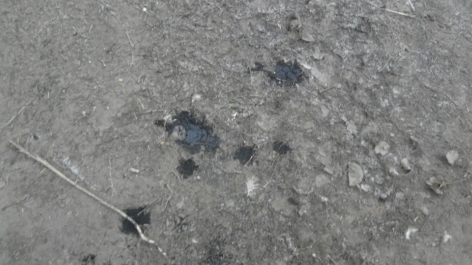 Ніколи такого не було і знову...