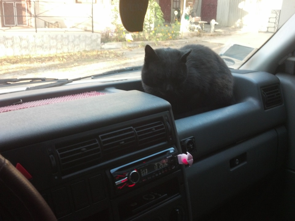 Котя знає своє місце=) 1