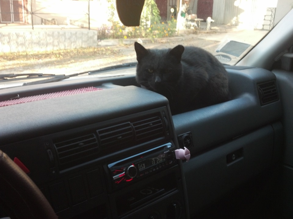 Котя знає своє місце=) 2