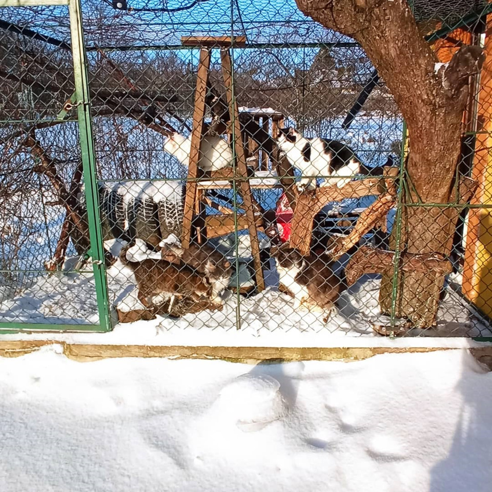 Наші тварини 3