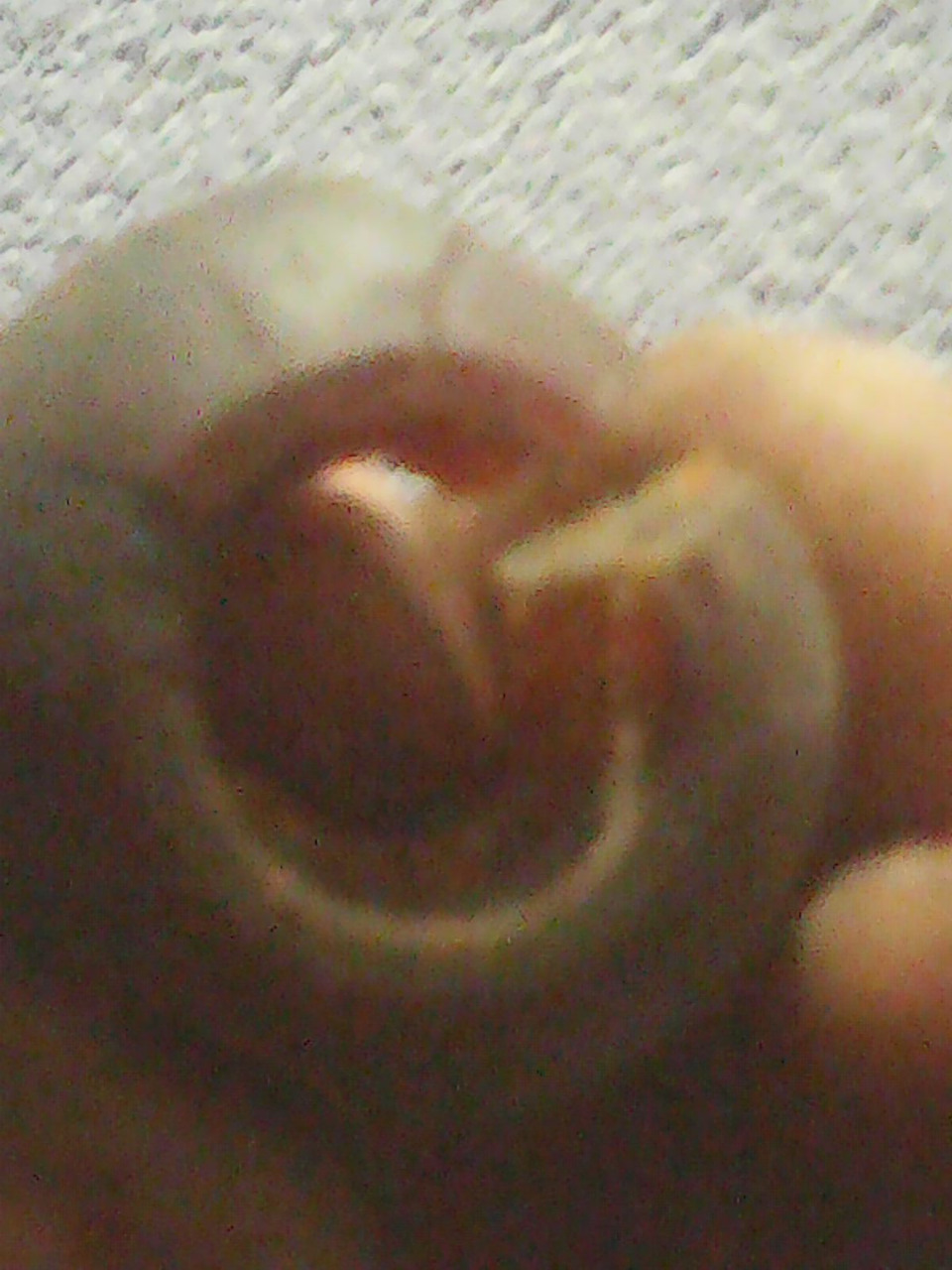 Куля куліси на кпп 2