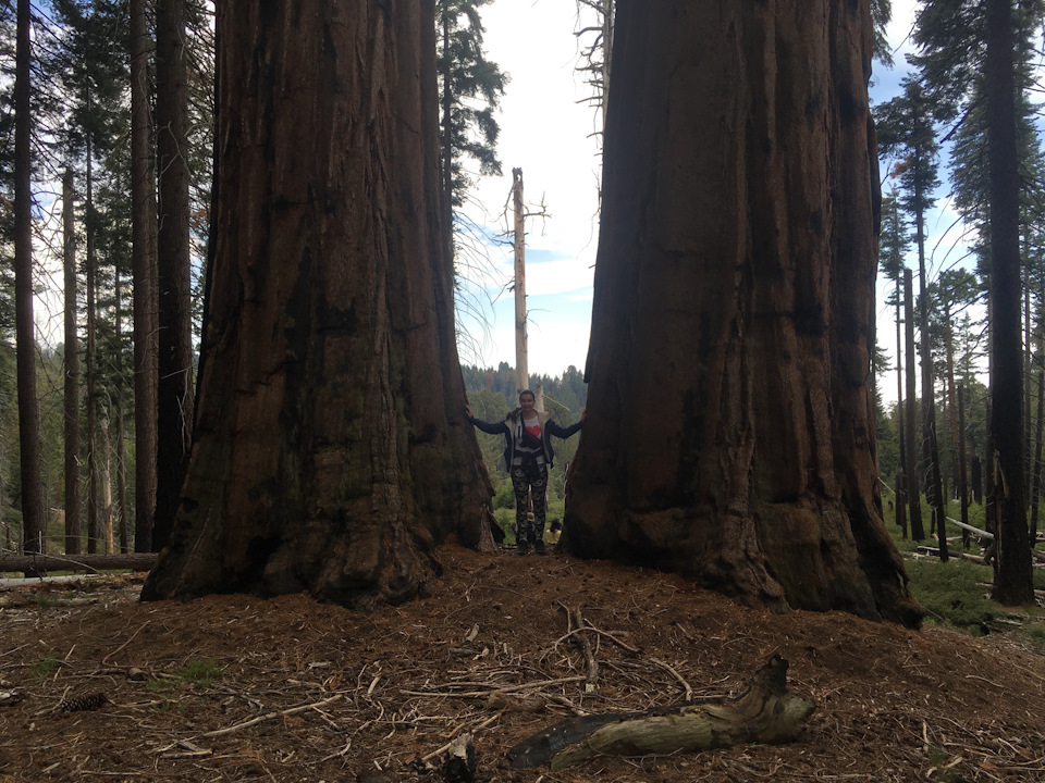 Sequoia Park + Solvan City + Santa Barbara 2
