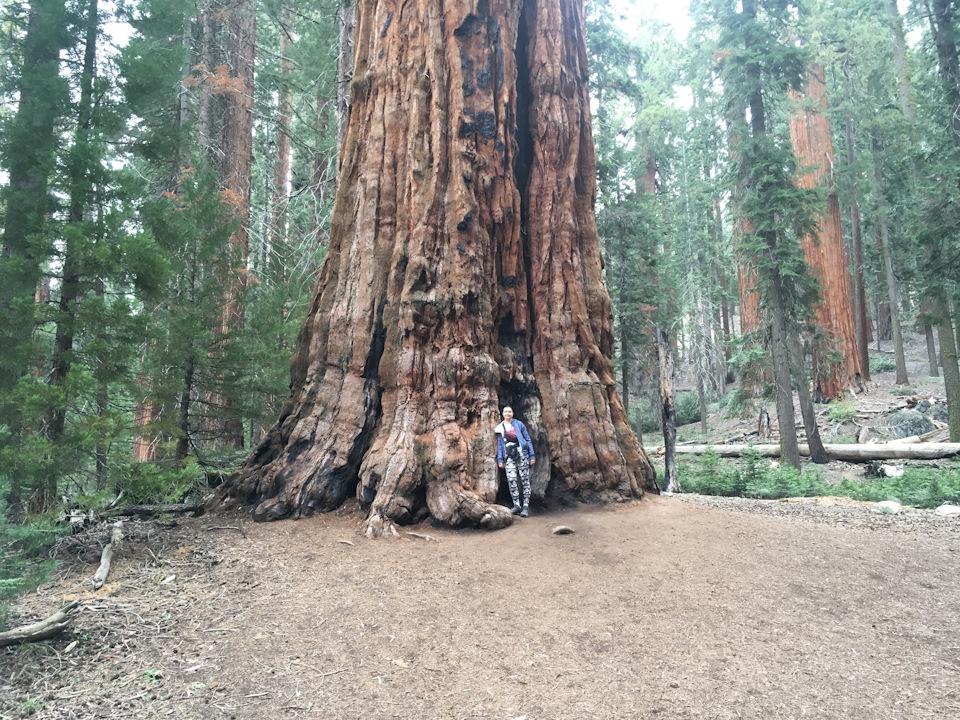 Sequoia Park + Solvan City + Santa Barbara 3
