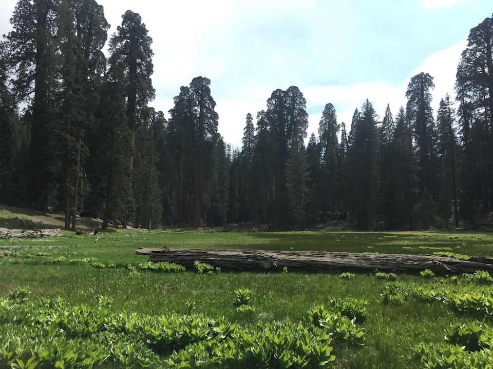 Sequoia Park + Solvan City + Santa Barbara 4