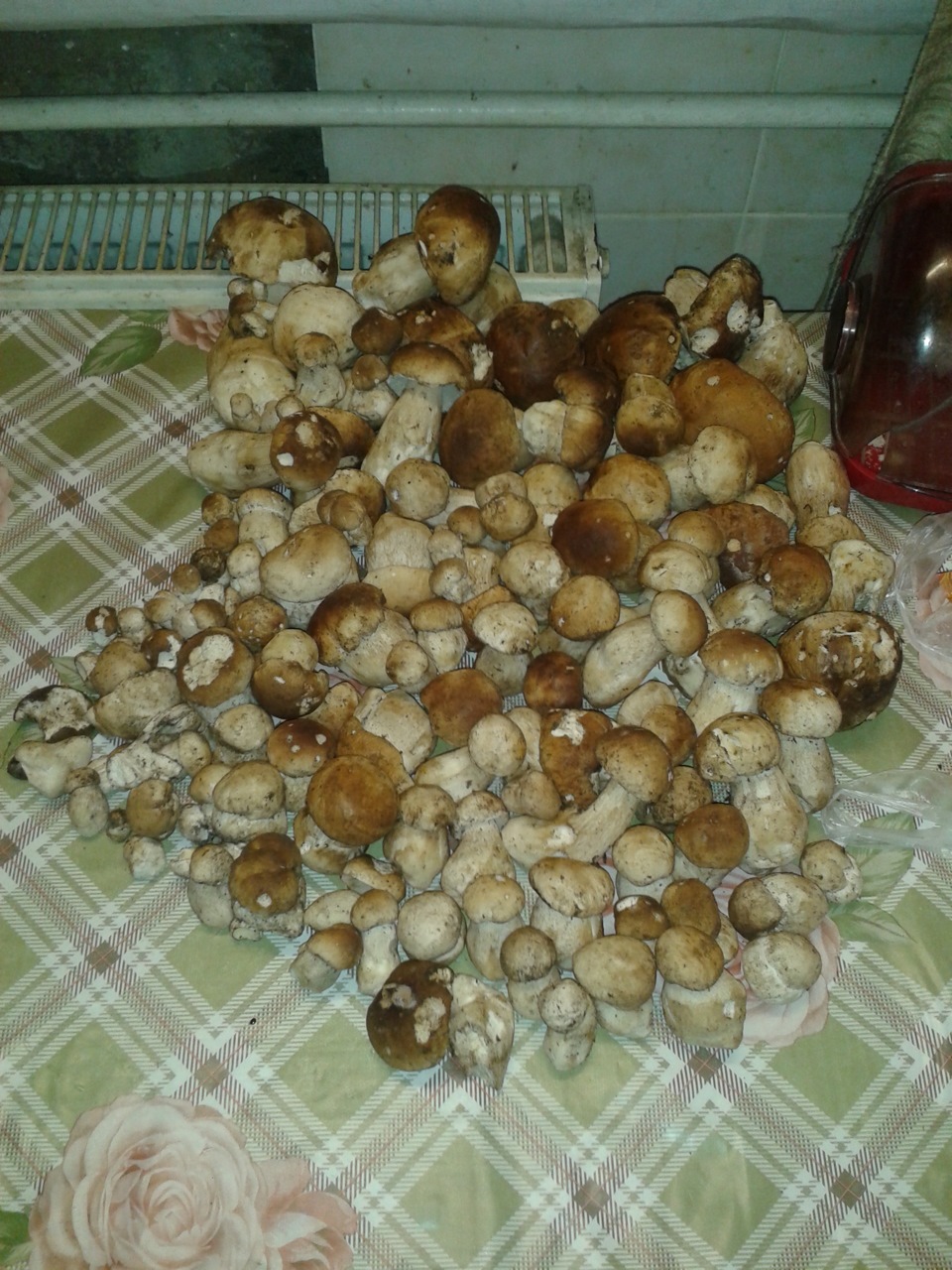 В ліс за грибами 1
