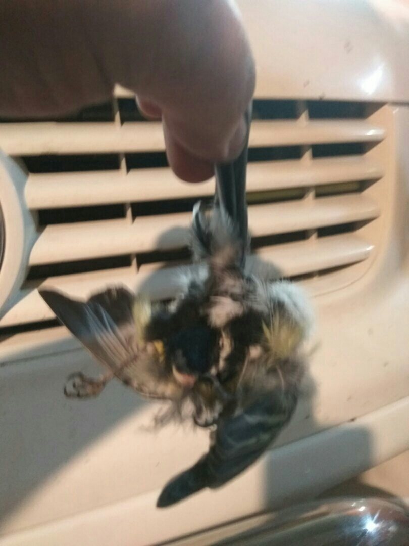 ДХО 3