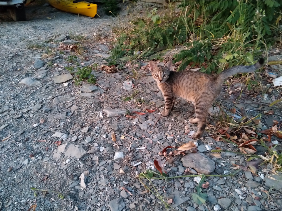 Бакота 4