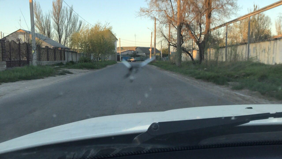 Скіл на лобовому. Видалення скола на автосервісі. 2