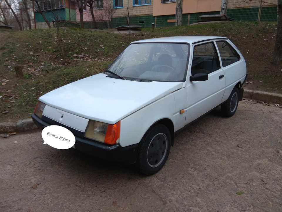Купив таки Жужу 1