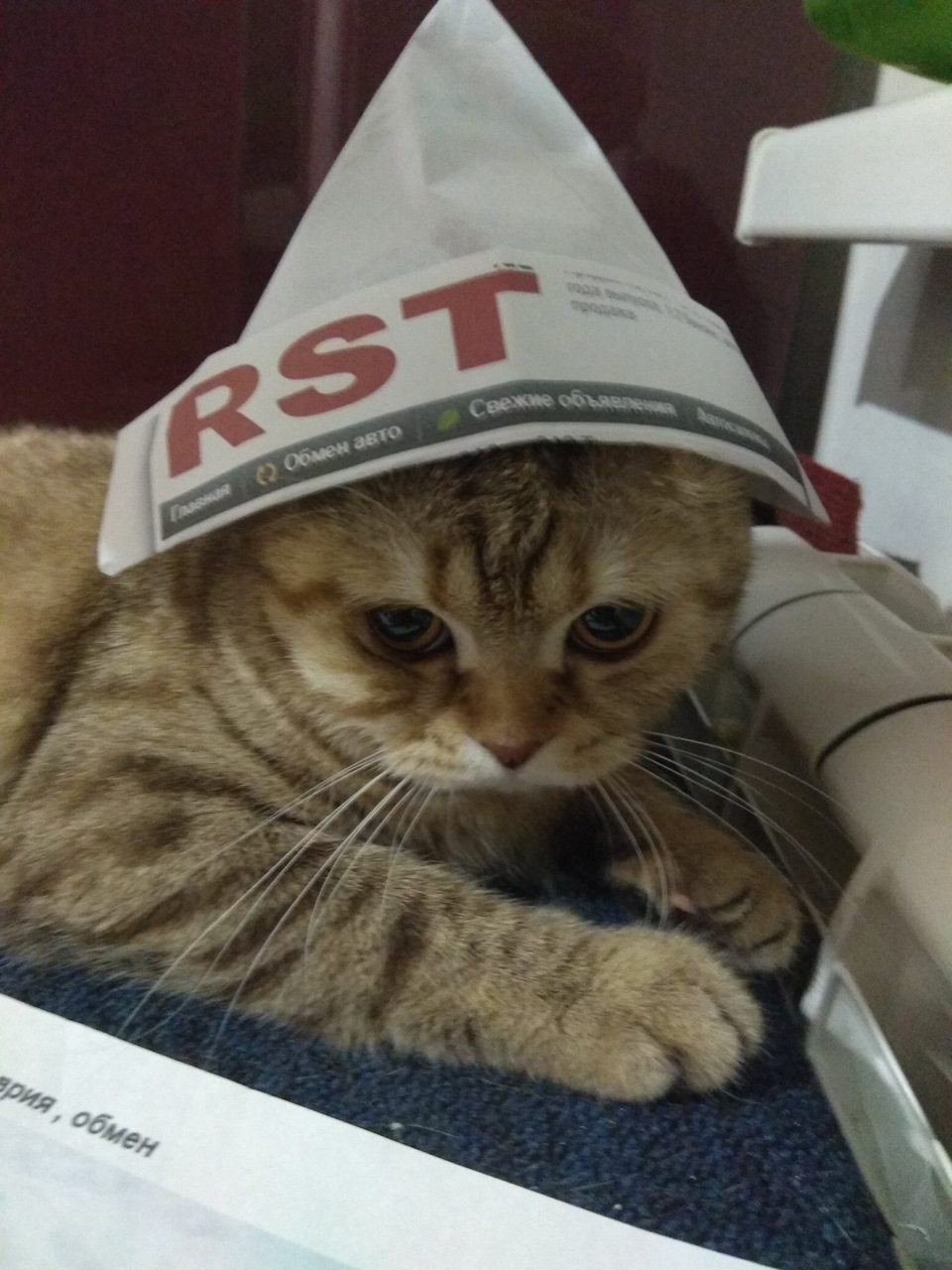 Коте 3