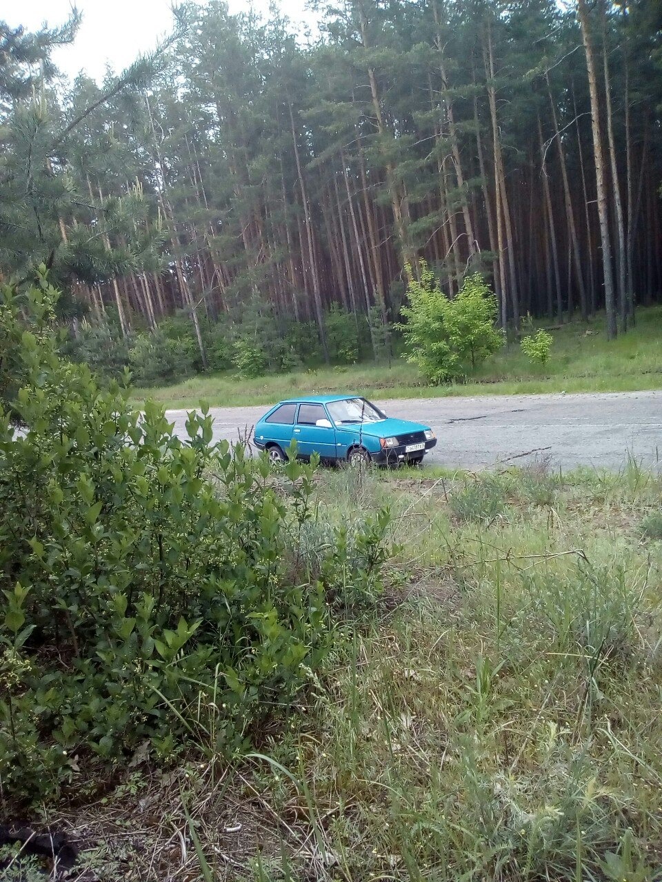 поїздка грибами 1
