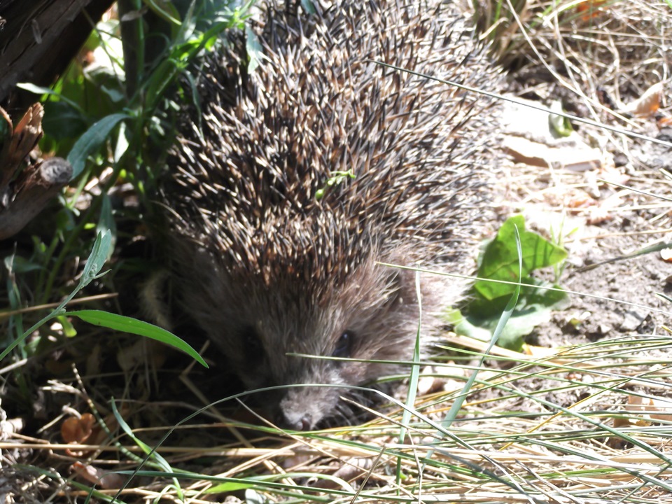 Диво в ямі 1