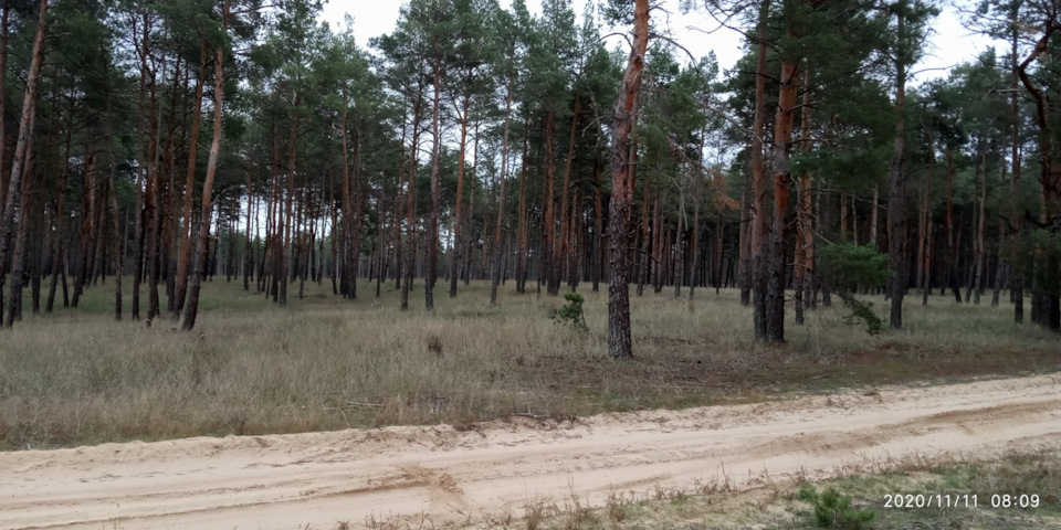Продовження грибного сезону. 3