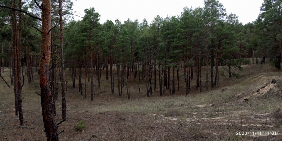 Продовження грибного сезону. 4