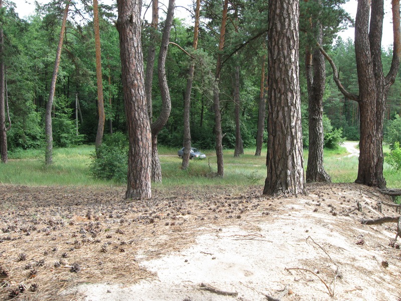 Краснокутский дендропарк 3