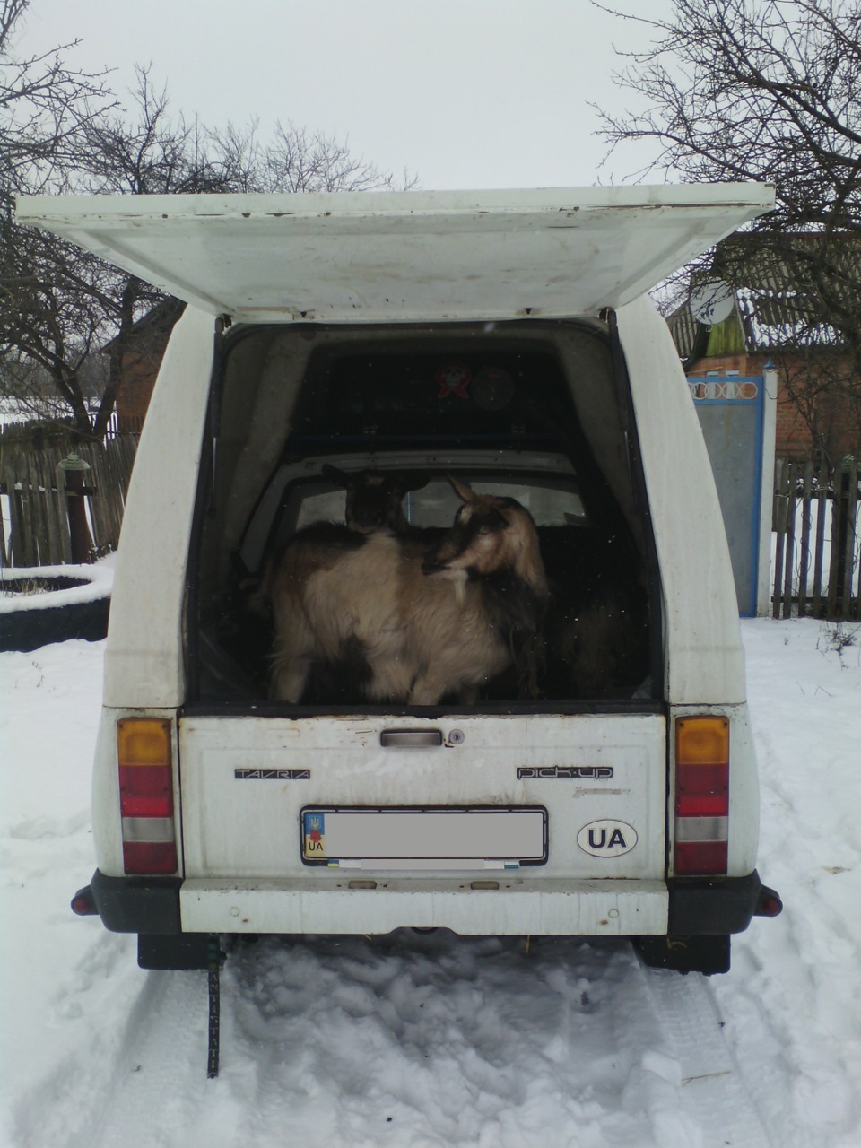 Незвичайне замовлення! Кози! :) 1