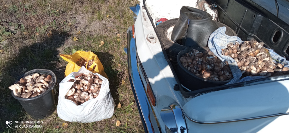 Грибне полювання продовжується 1